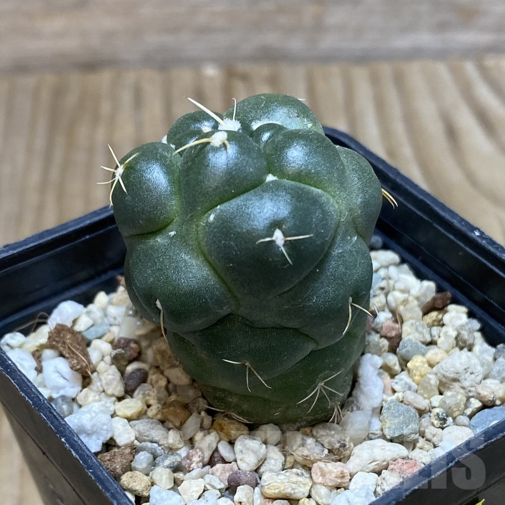 SH691 Coryphantha elephantidens ‘inermis’ – Image 3