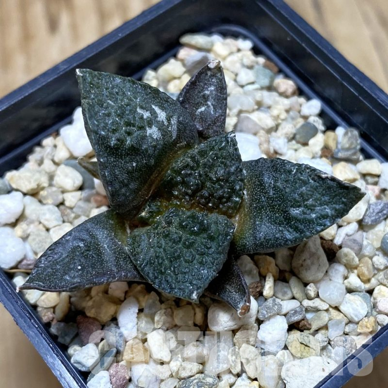SH695 Ariocarpus fissuratus ‘Godzilla’ hybrid, seedling