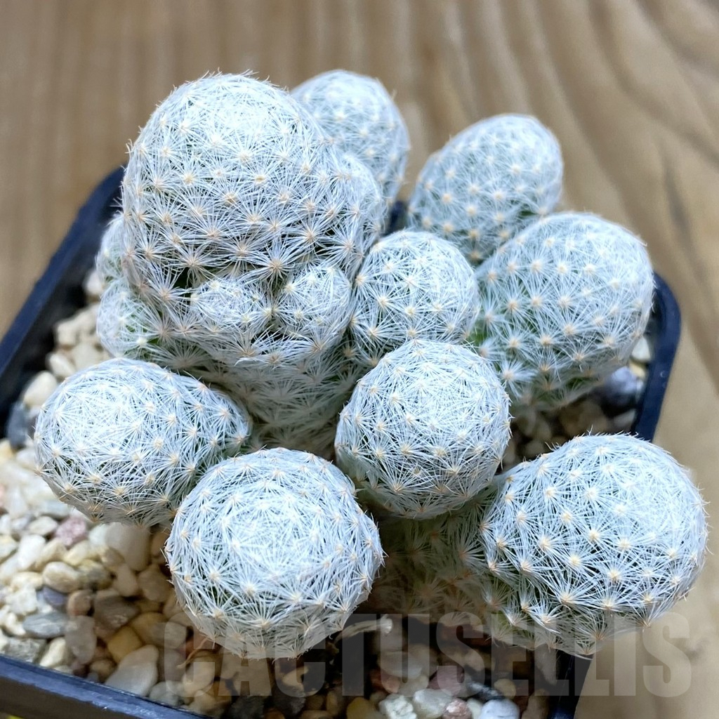 SH698 Mammillaria humboldtii f. caespitosa