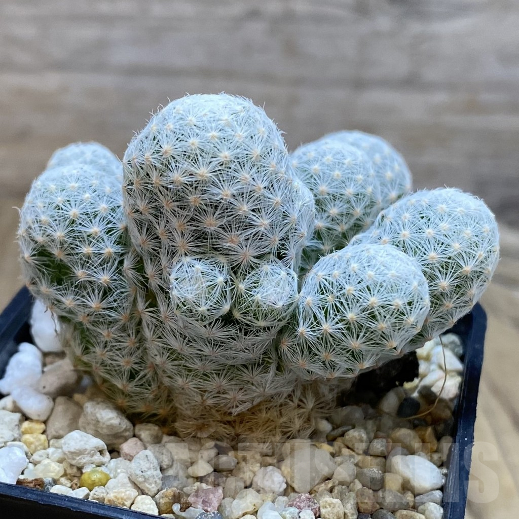 SH698 Mammillaria humboldtii f. caespitosa - Image 2