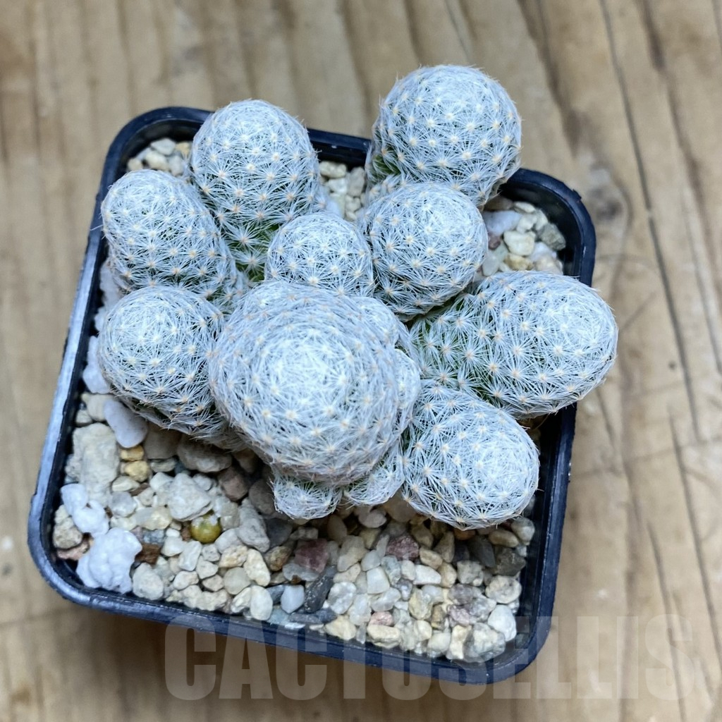 SH698 Mammillaria humboldtii f. caespitosa - Image 3