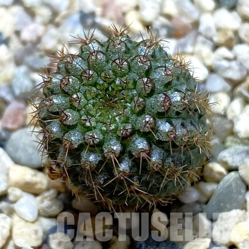 SH684 Frailea pumila