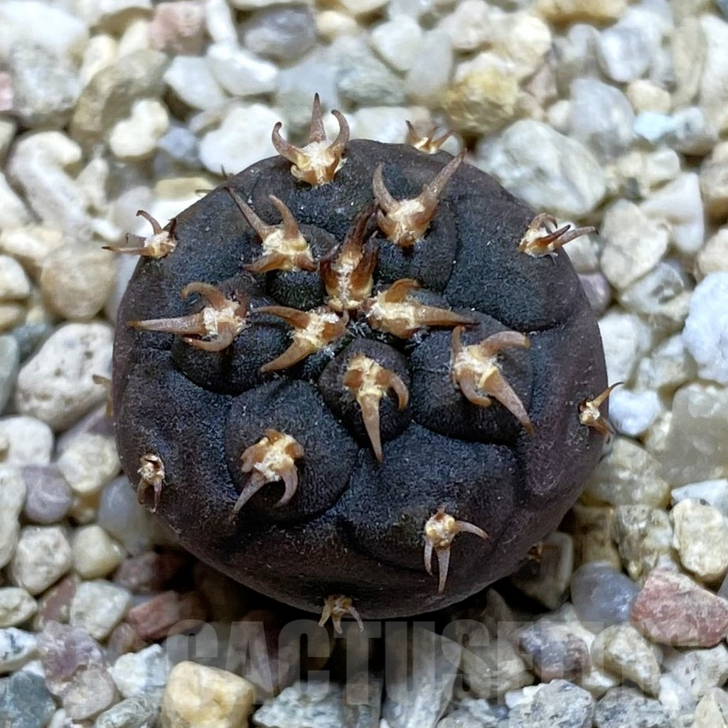 SH713 Gymnocalycium spegazzinii v. unguispinum SL 443