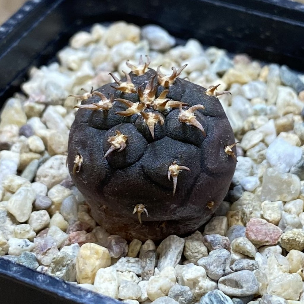 SH713 Gymnocalycium spegazzinii v. unguispinum SL 443 - Image 2