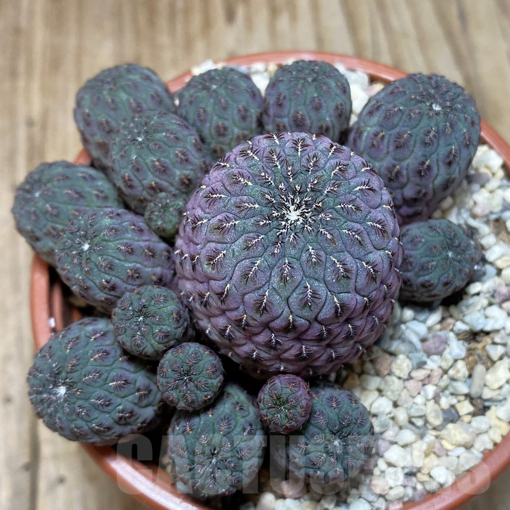 SH1101 Sulcorebutia rauschii 'Red'