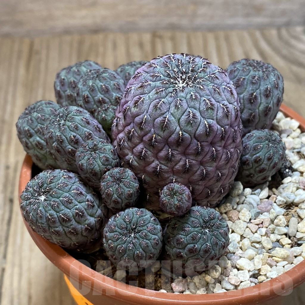 SH1101 Sulcorebutia rauschii 'Red' - immagine 2