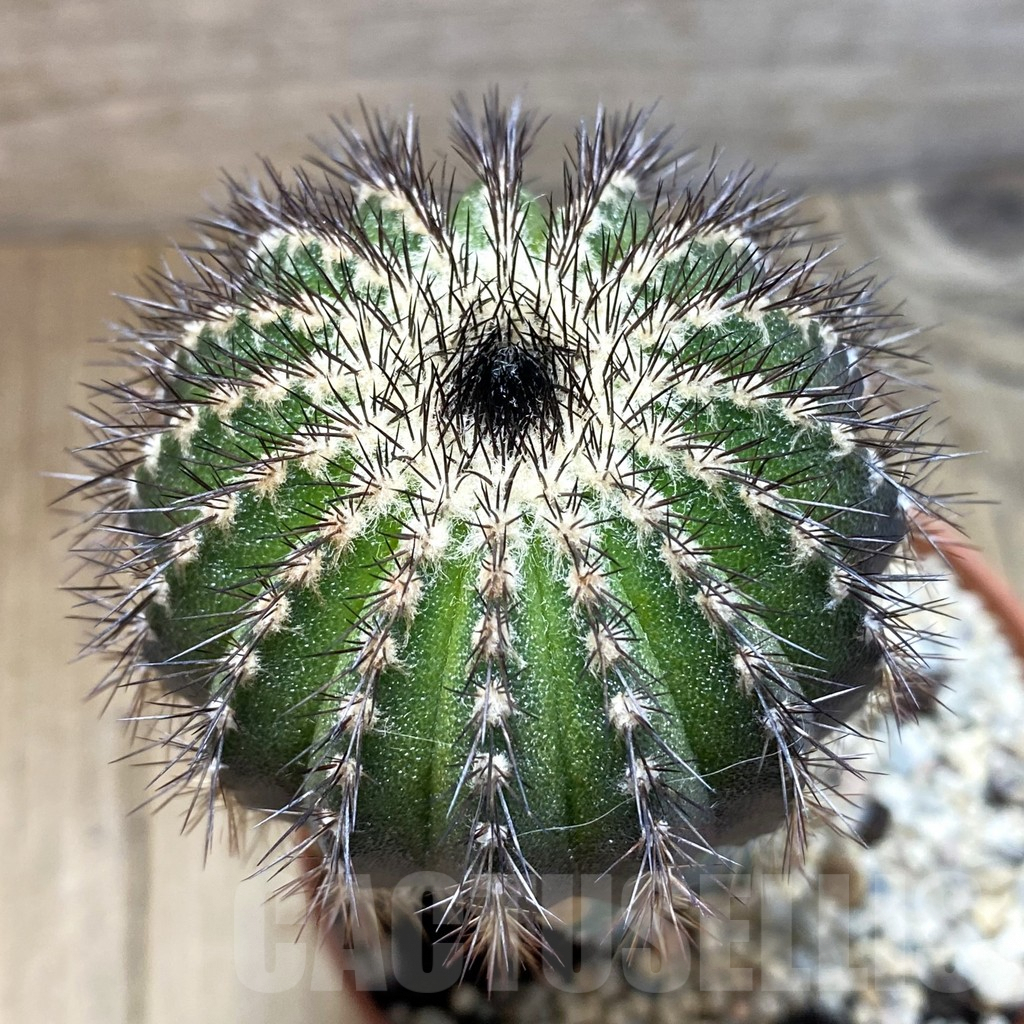 SH1106 Uebelmannia pectinifera, grafted