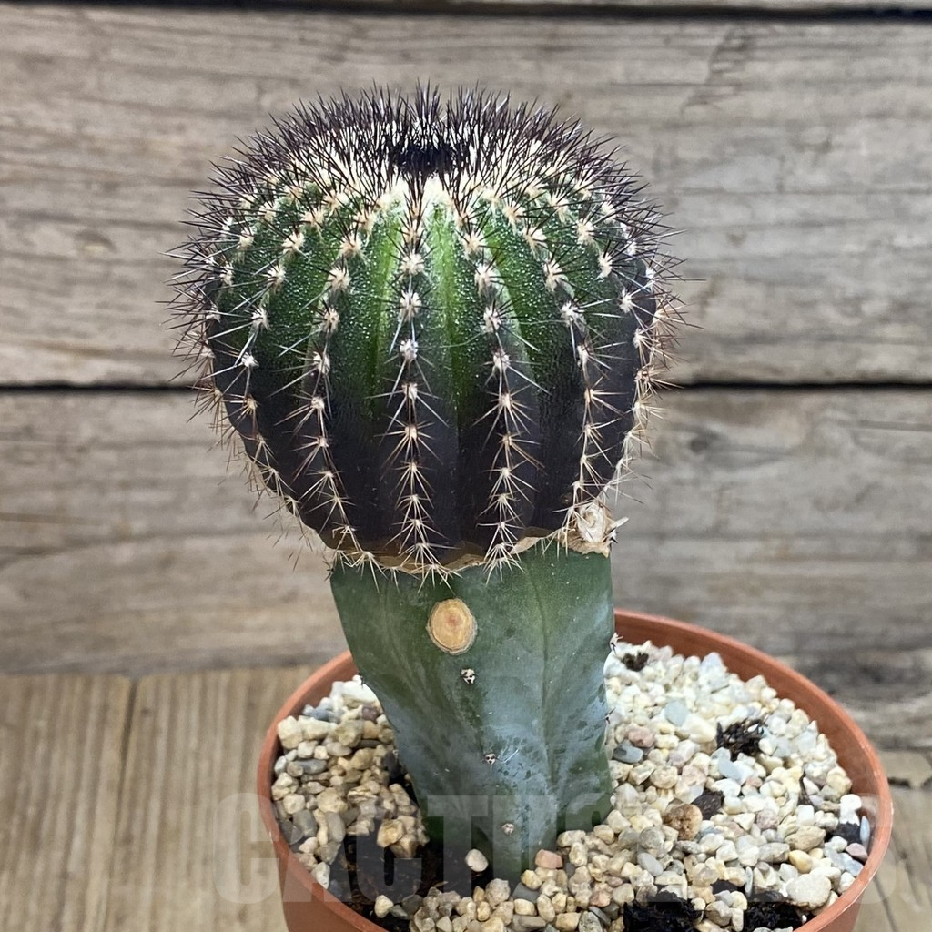 SH1106 Uebelmannia pectinifera, grafted - immagine 2