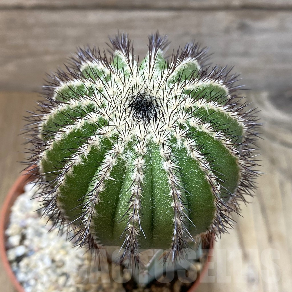 SH1107 Uebelmannia pectinifera, grafted