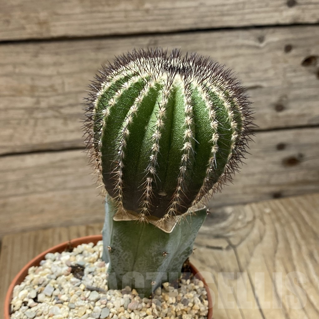 SH1107 Uebelmannia pectinifera, grafted - Image 2