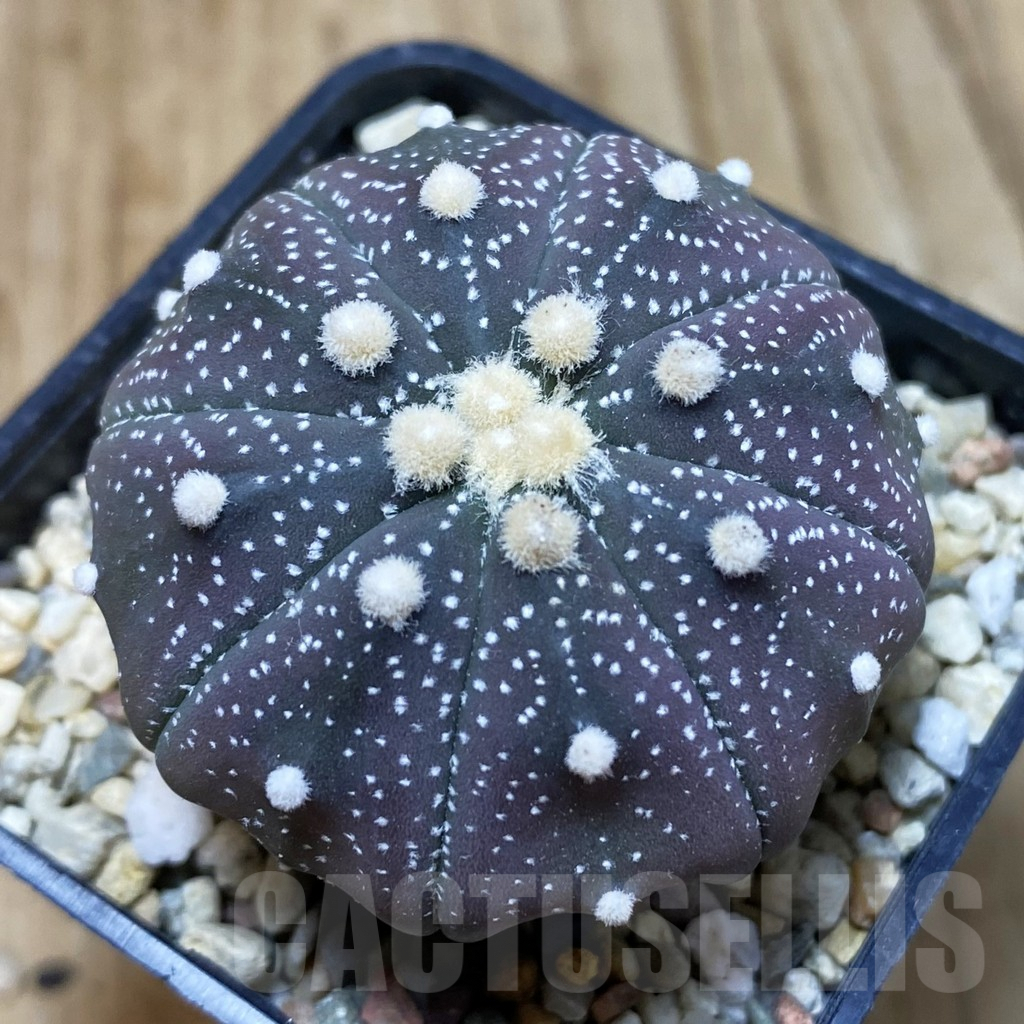VVG1250 Astrophytum asterias ‘Purple Skin’ hybrid