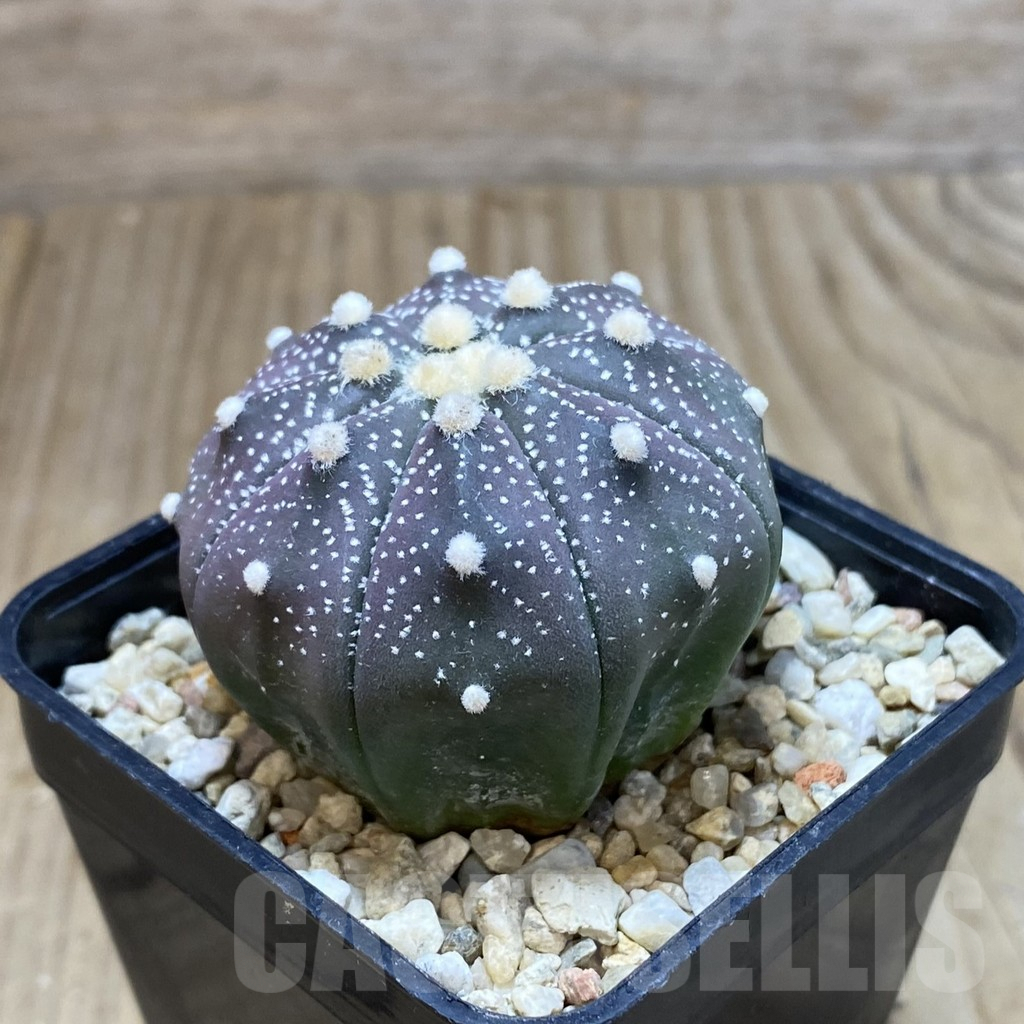 VVG1250 Astrophytum asterias ‘Purple Skin’ hybrid - immagine 2