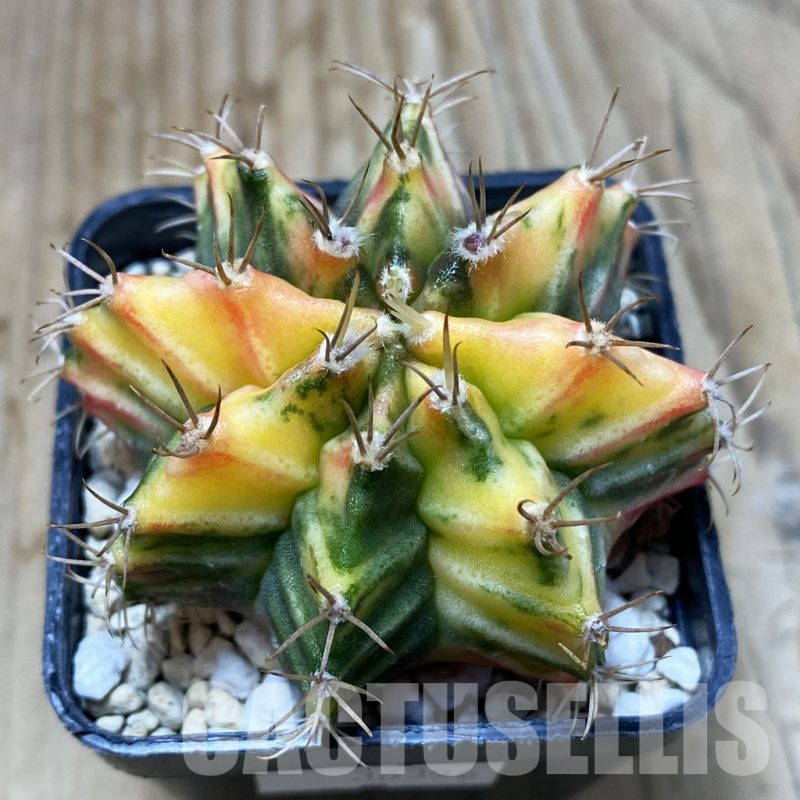 SH2969 Gymnocalycium friedrichii f. variegata, seedling