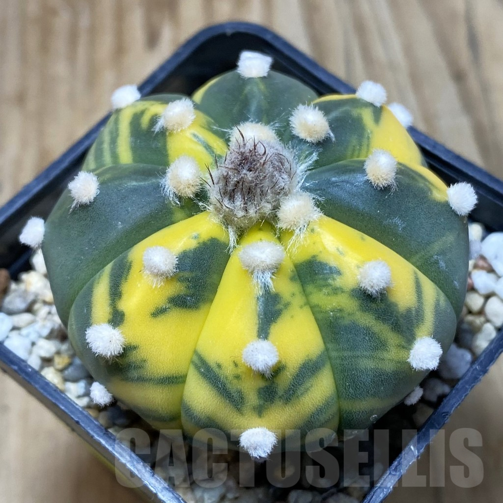SH2890 Astrophytum asterias f. variegata