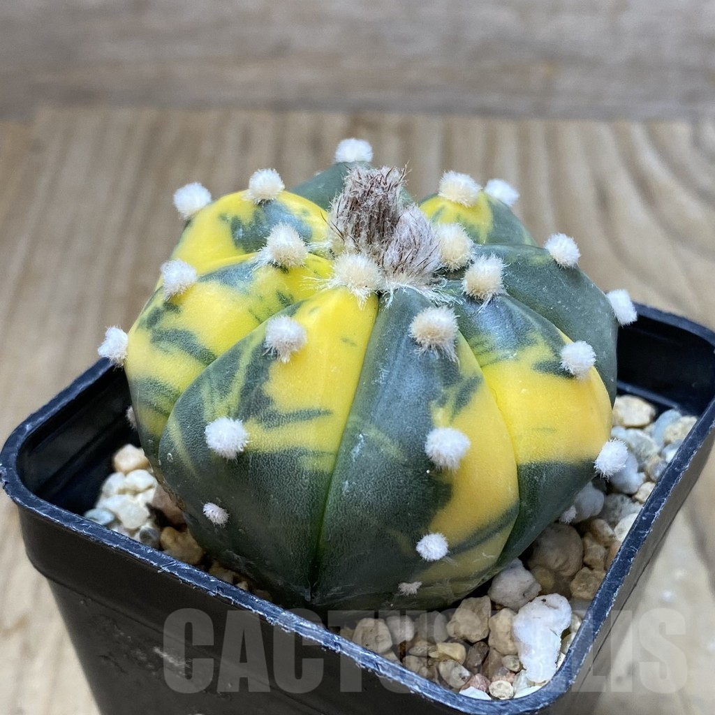 SH2890 Astrophytum asterias f. variegata - immagine 2