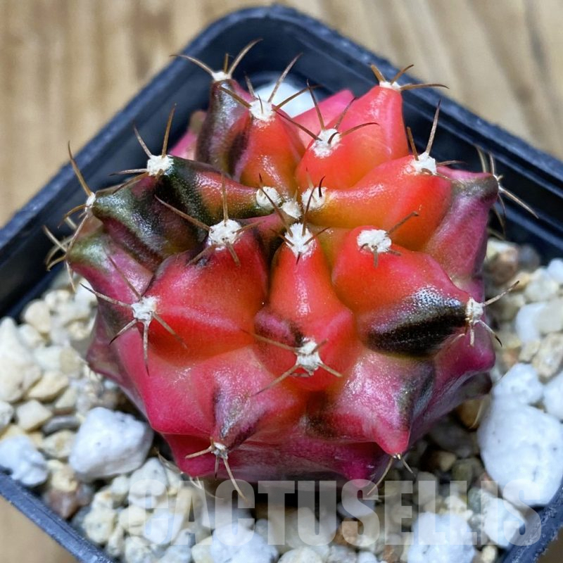 SH2895 Gymnocalycium mihanovichii ‘Transformer’ f. variegata, seedling