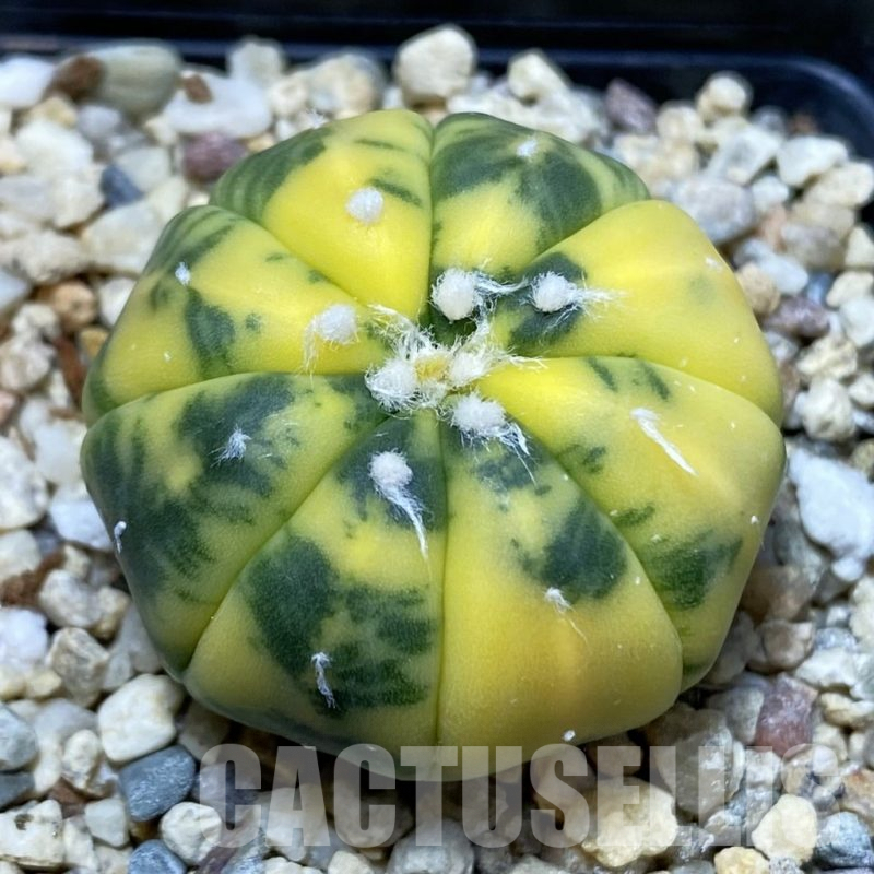 SH3038 Astrophytum asterias f. variegata
