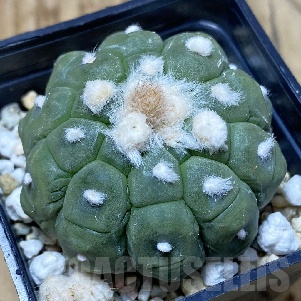 SH3012 Astrophytum asterias ‘Kikko Lizard Skin’