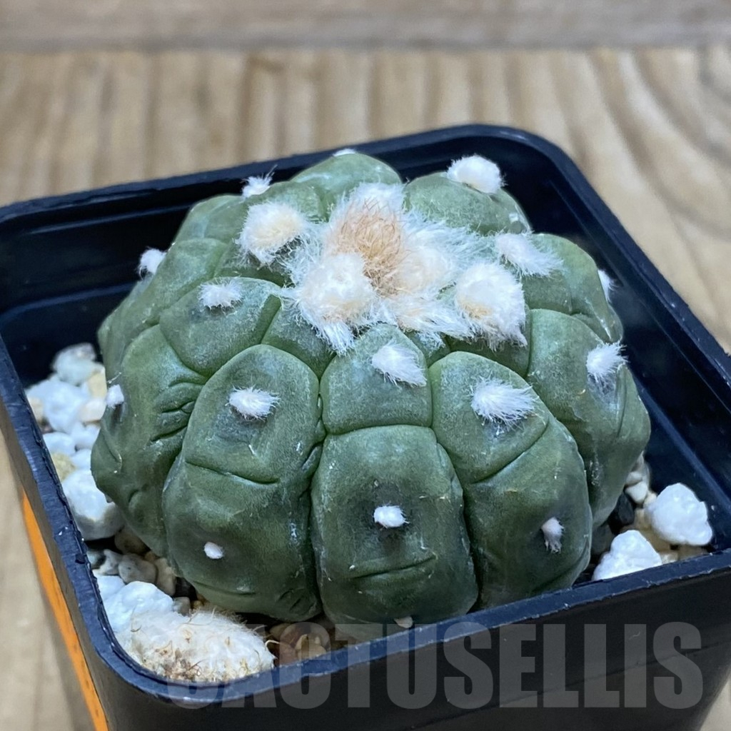 SH3012 Astrophytum asterias ‘Kikko Lizard Skin’ - Image 2