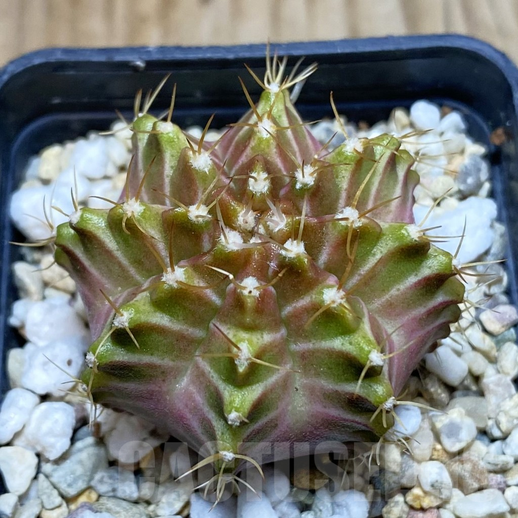 SH3218 Gymnocalycium mihanovichii ‘Neon’ hybrid