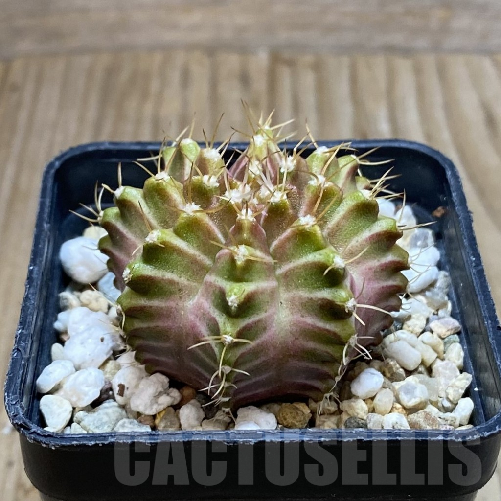SH3218 Gymnocalycium mihanovichii ‘Neon’ hybrid - immagine 2