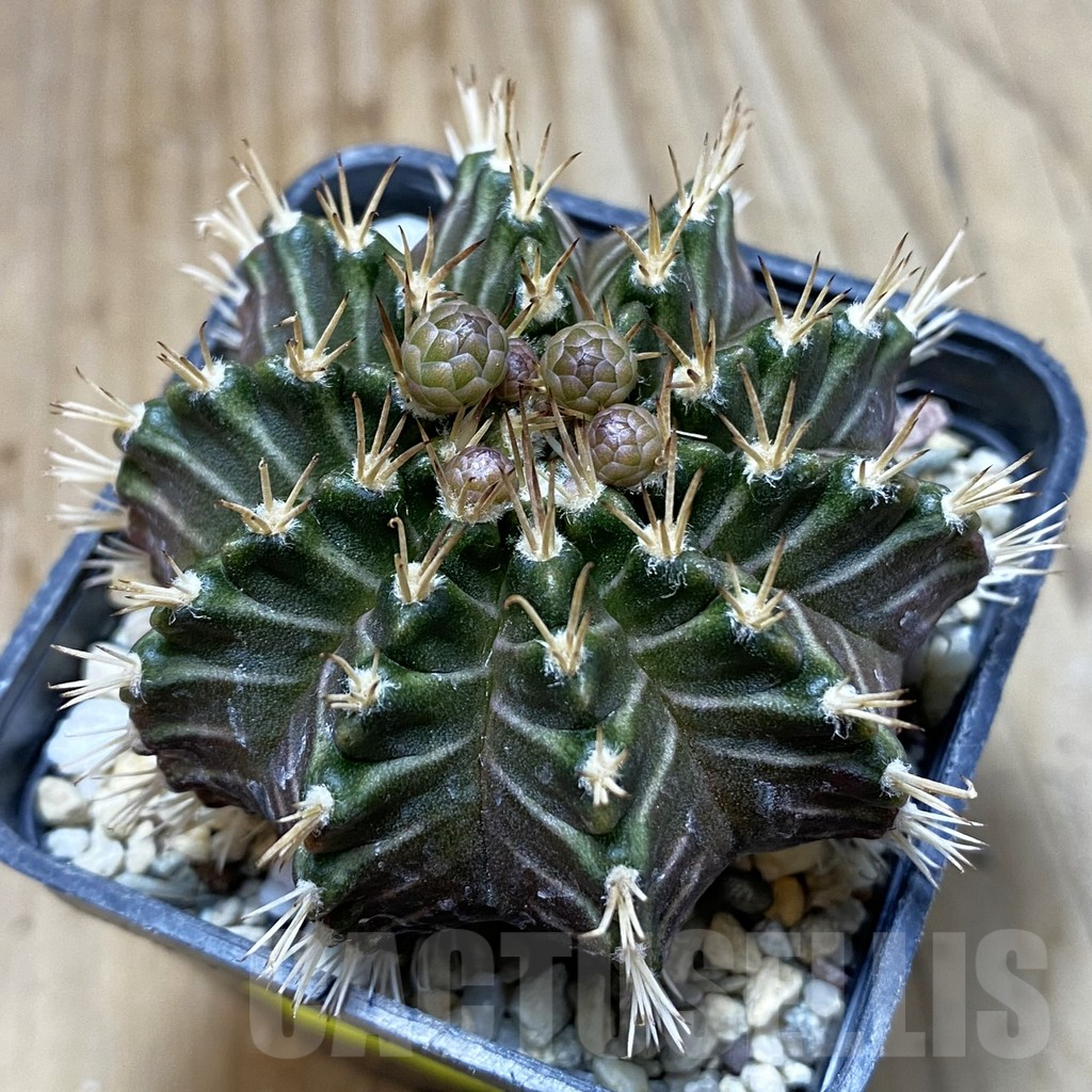 SH3227 Gymnocalycium mihanovichii ‘Tossagon’