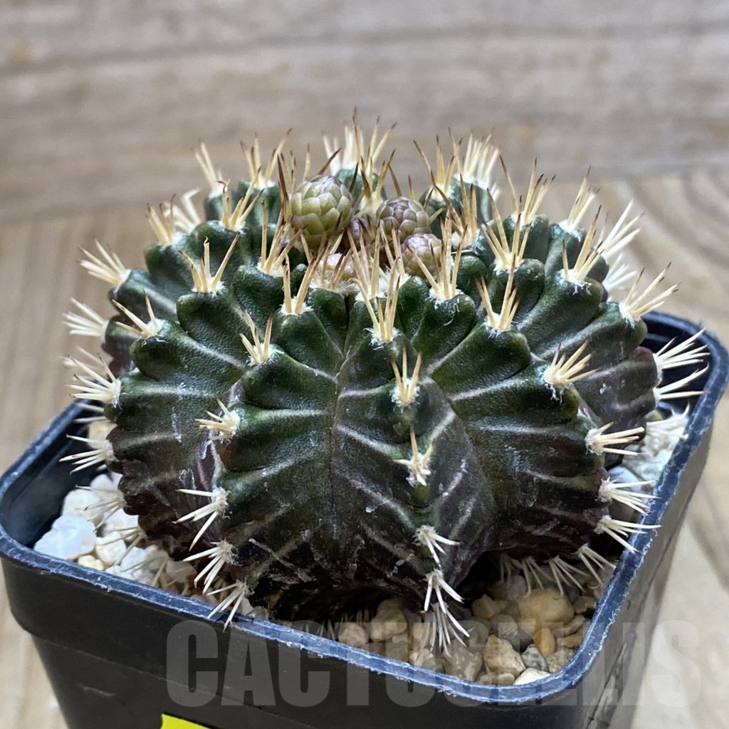 SH3227 Gymnocalycium mihanovichii ‘Tossagon’ - Imagen 2