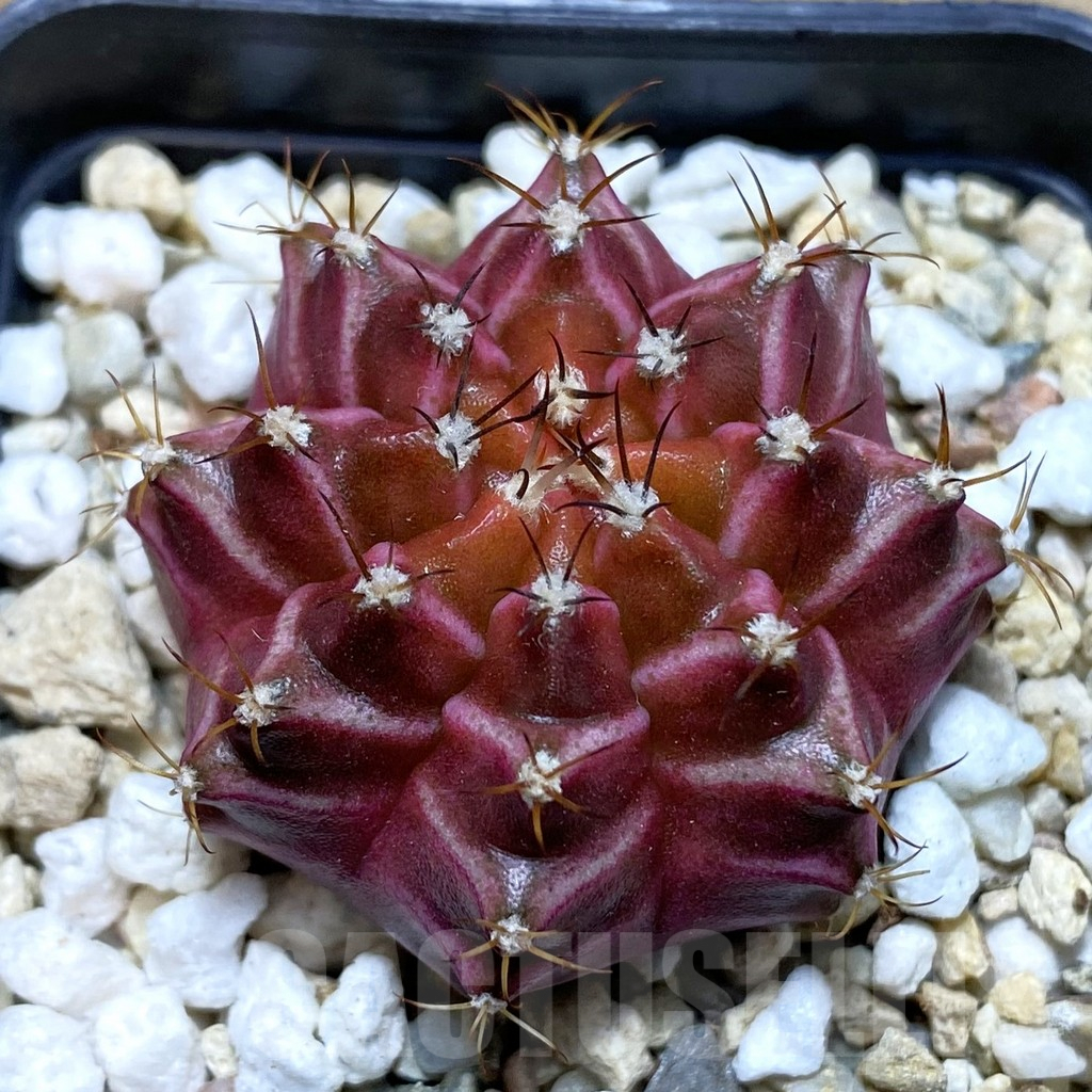 SH3503 Gymnocalycium mihanovichii ‘Neon’ hybrid
