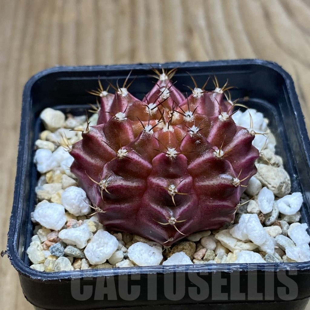 SH3503 Gymnocalycium mihanovichii ‘Neon’ hybrid - immagine 2