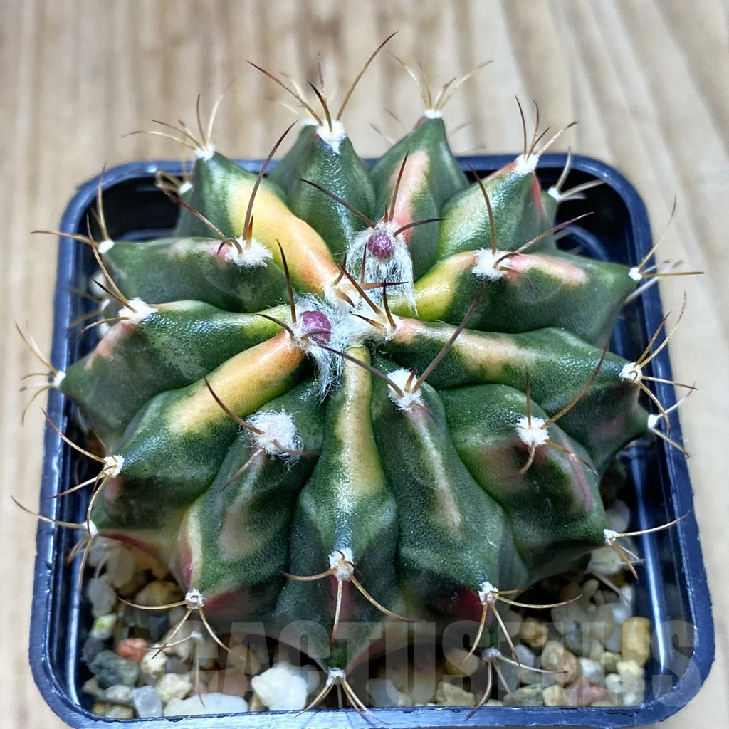 SH3887 Gymnocalycium mihanovichii f. variegata, seedling