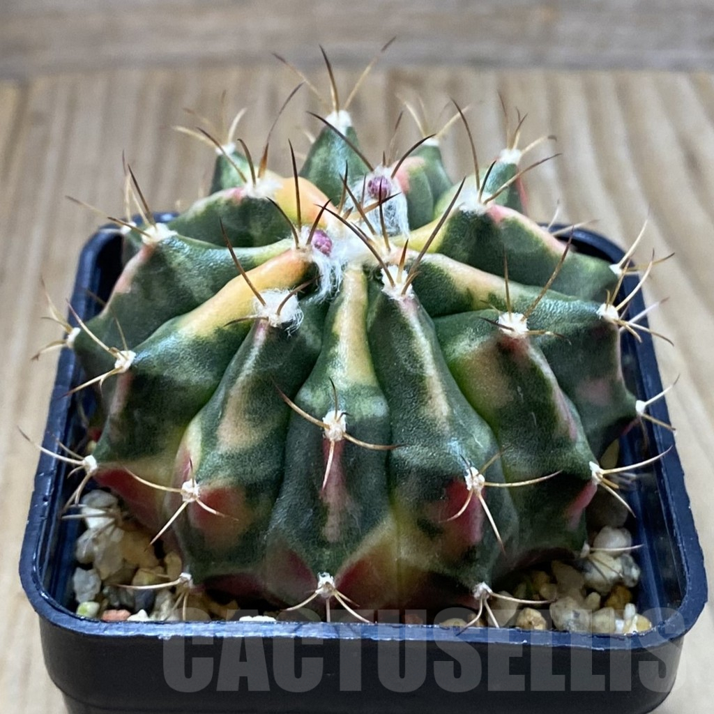 SH3887 Gymnocalycium mihanovichii f. variegata, seedling - immagine 2