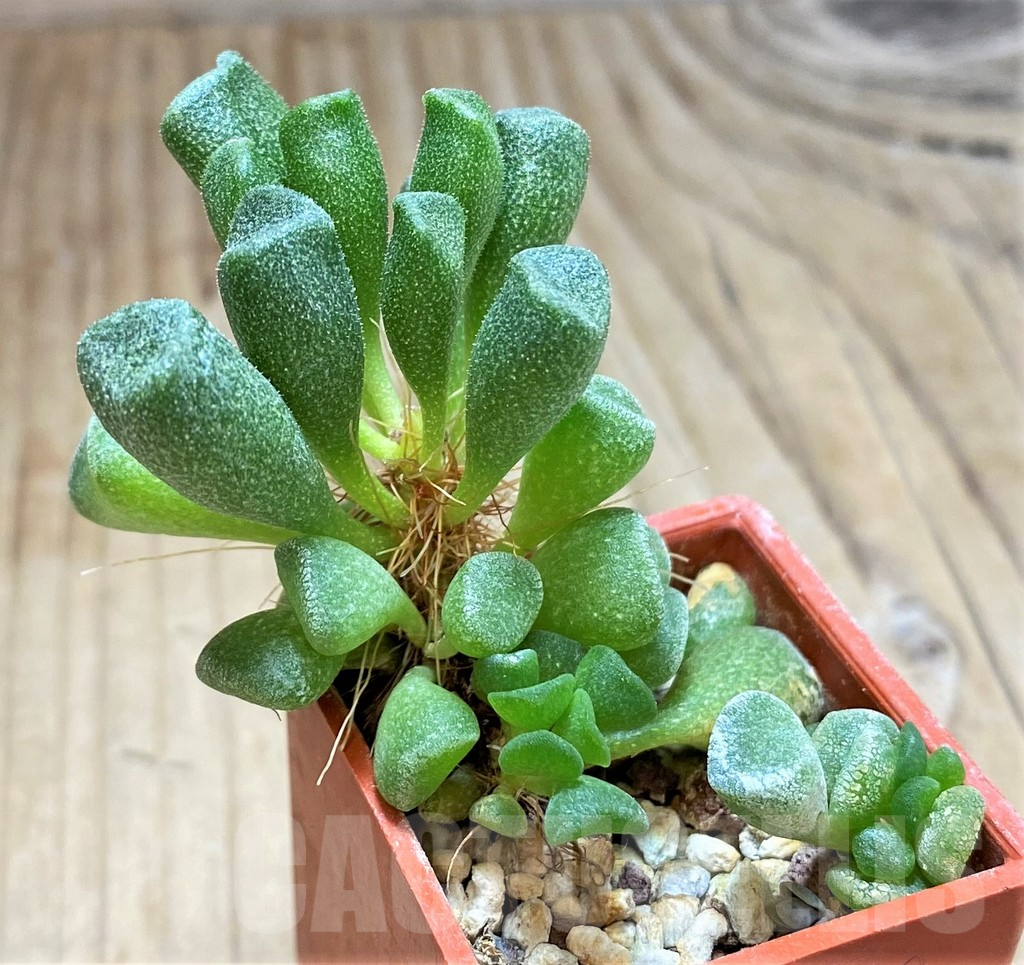 SHPR42053 Adromischus cristatus v. schonlandii