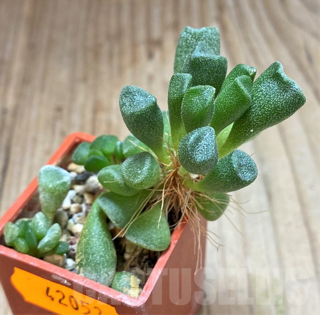 SHPR42053 Adromischus cristatus v. schonlandii - Image 2