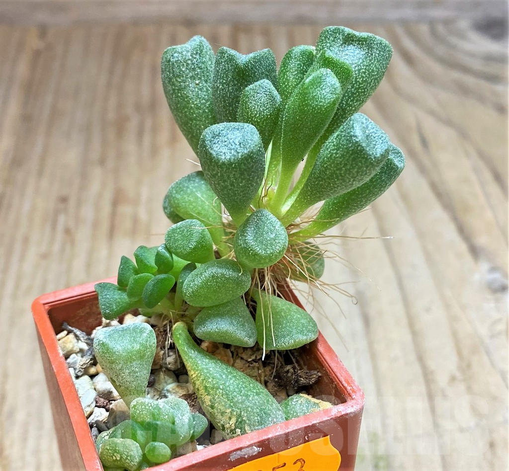 SHPR42053 Adromischus cristatus v. schonlandii - Image 3