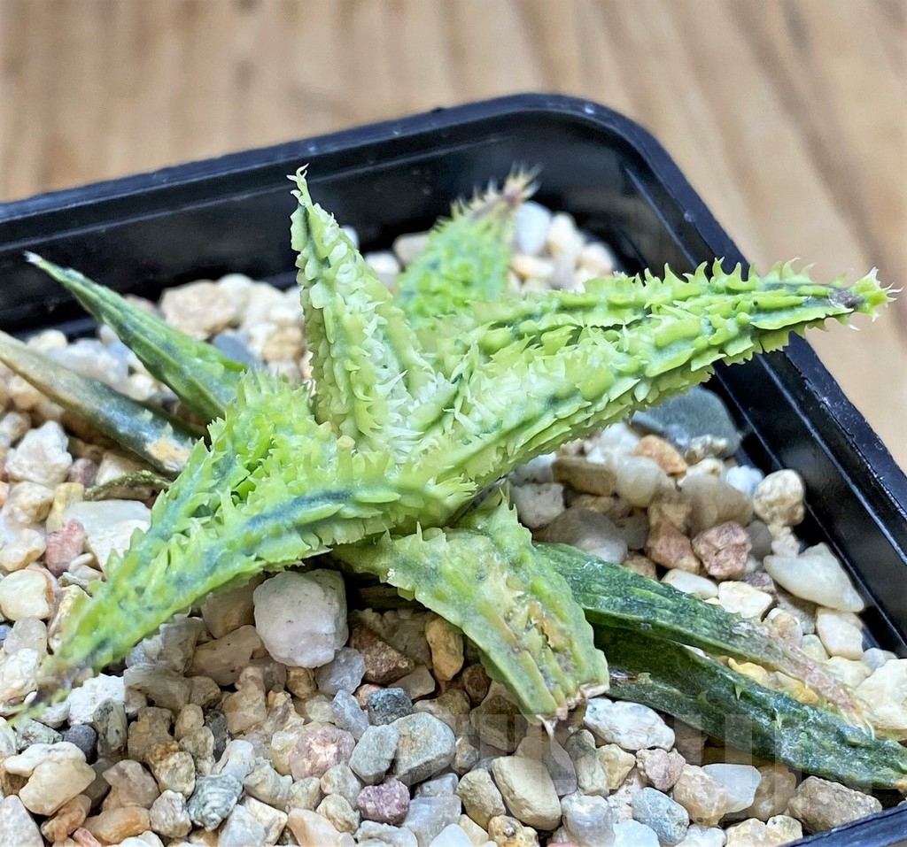 SHPR42119 Aloe TCT hybrid