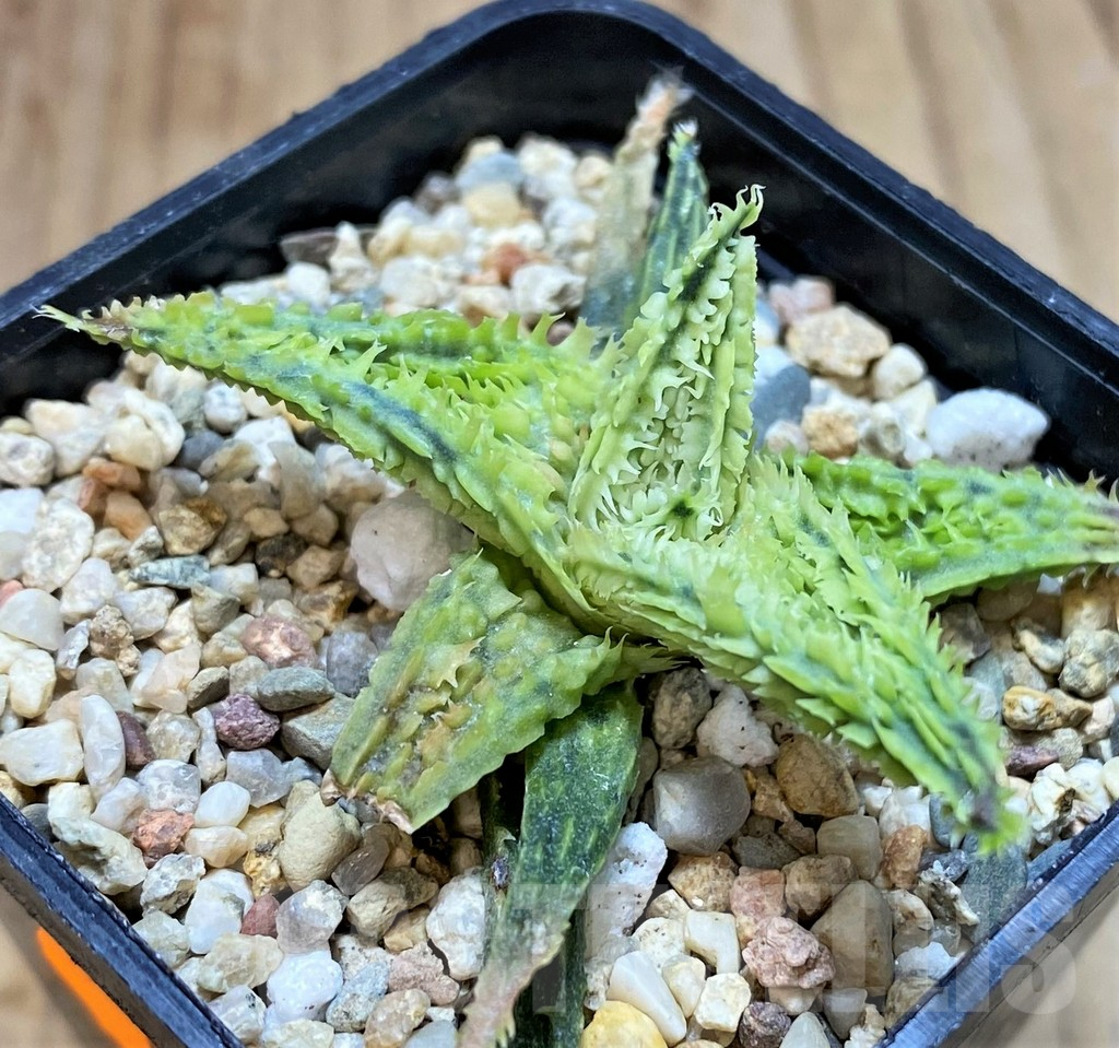 SHPR42119 Aloe TCT hybrid - Image 2