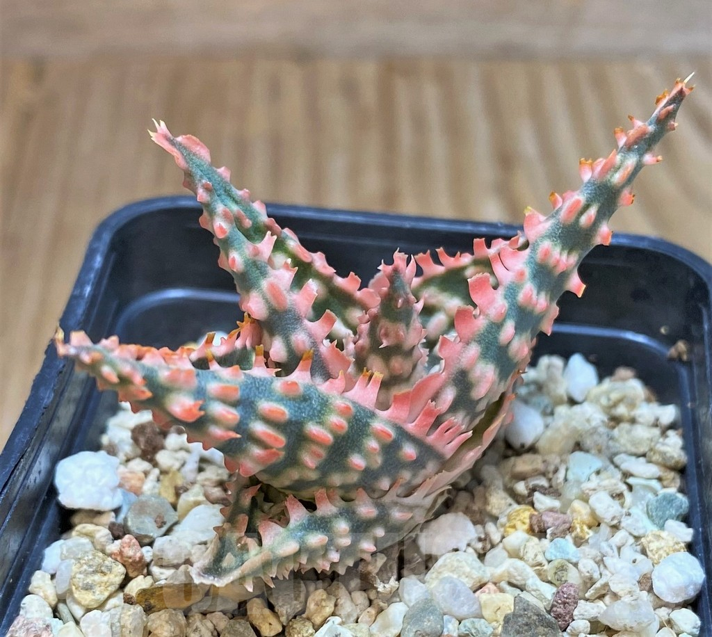 SHPR42120 Aloe hybrid - 画像 (2)