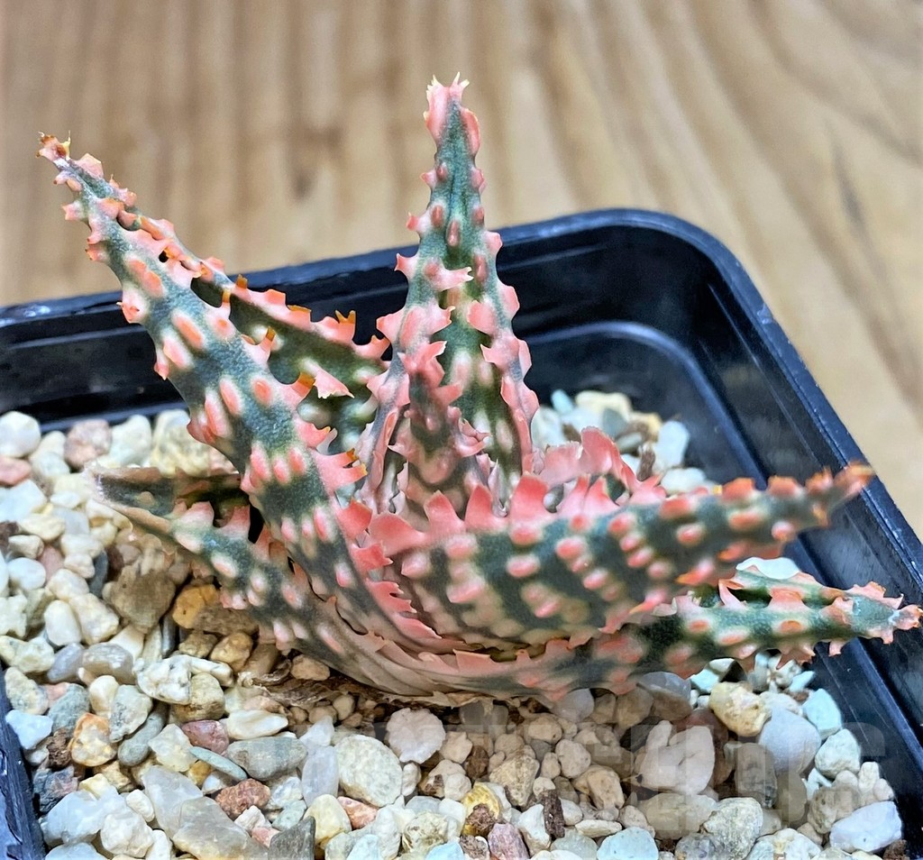 SHPR42120 Aloe hybrid