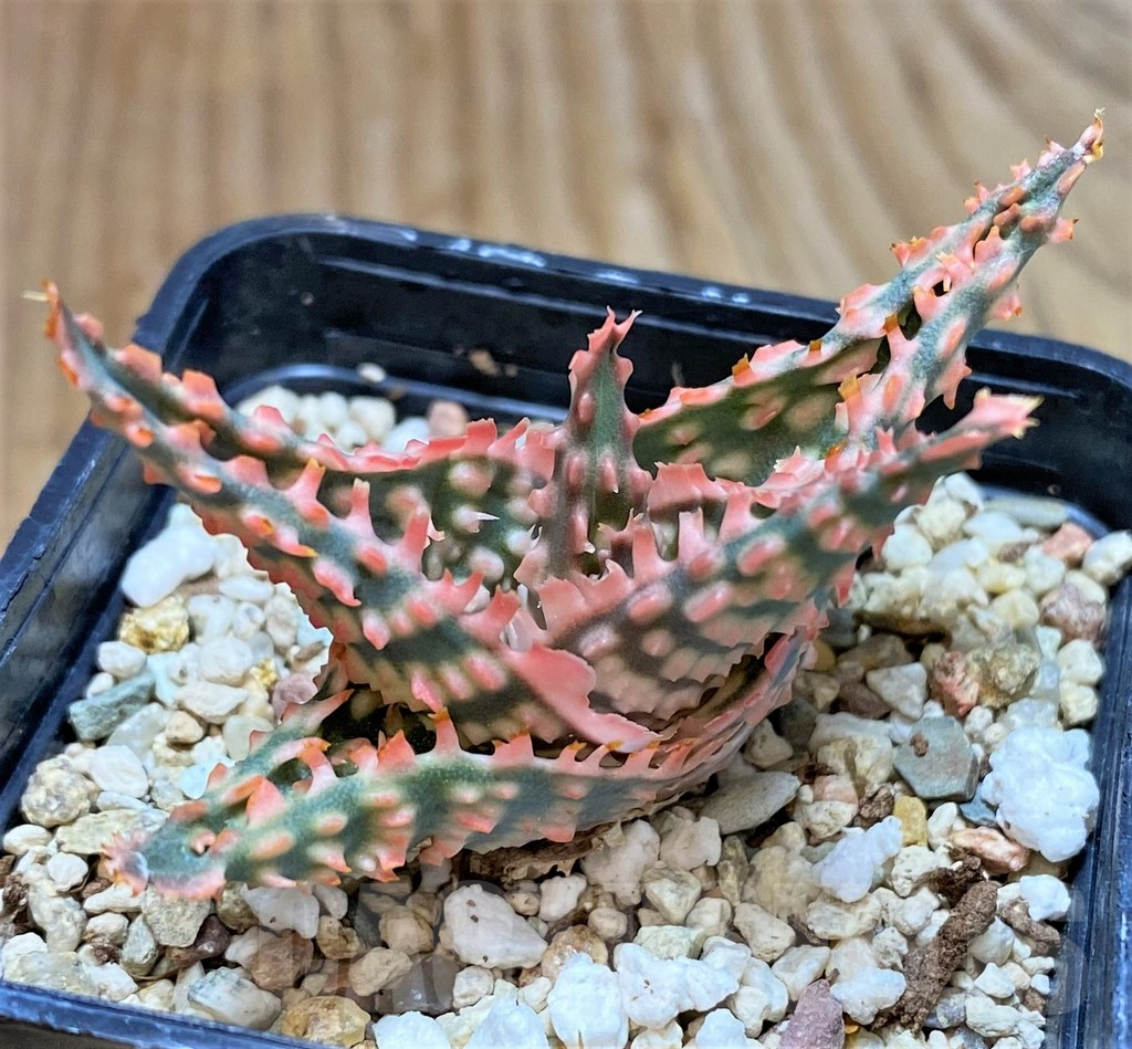 SHPR42120 Aloe hybrid - 画像 (3)
