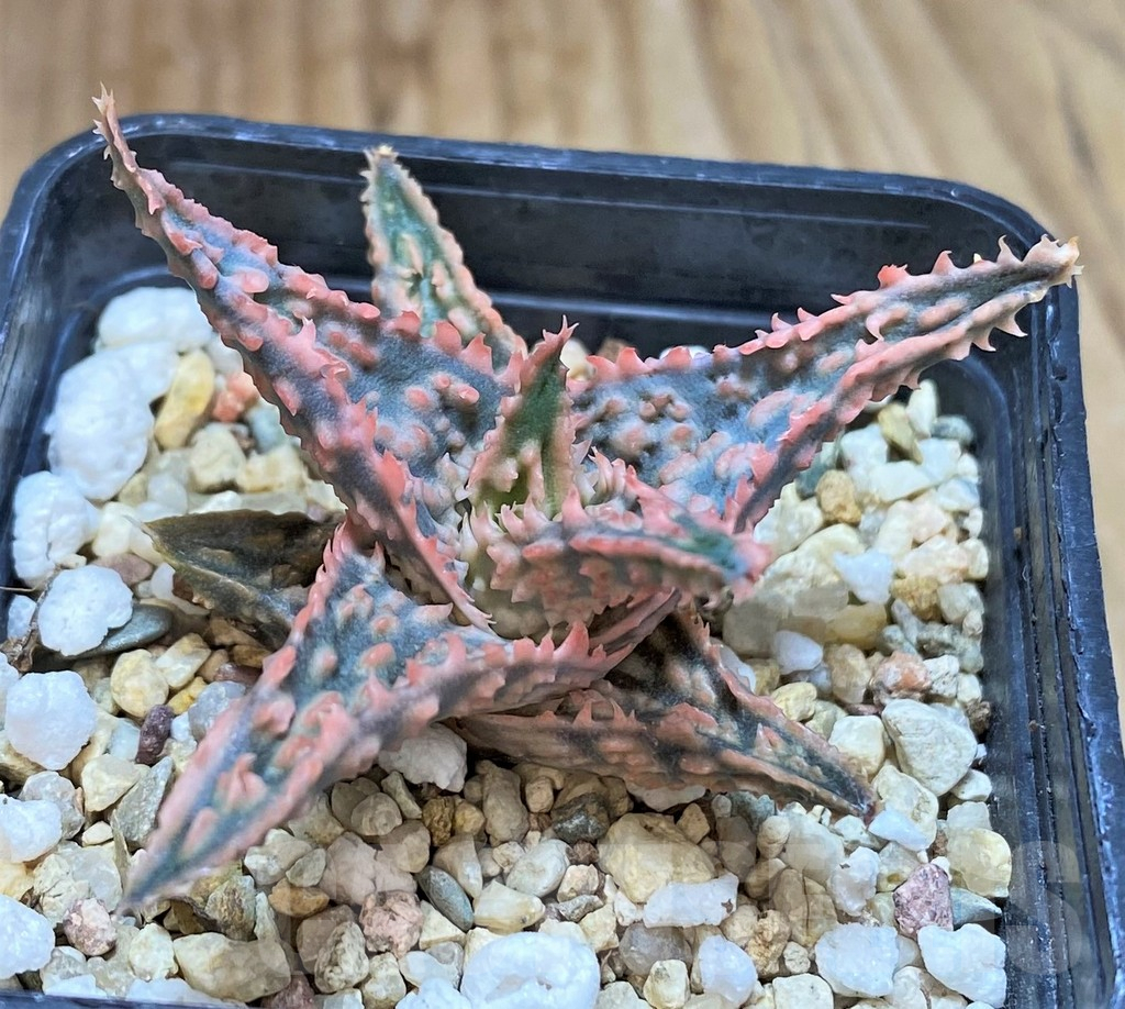 SHPR42121 Aloe hybrid - immagine 2