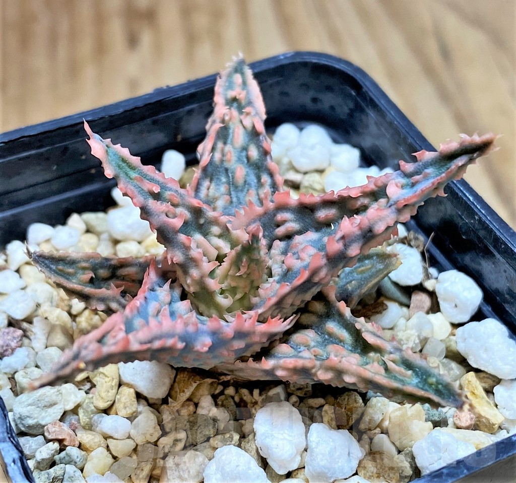 SHPR42121 Aloe hybrid