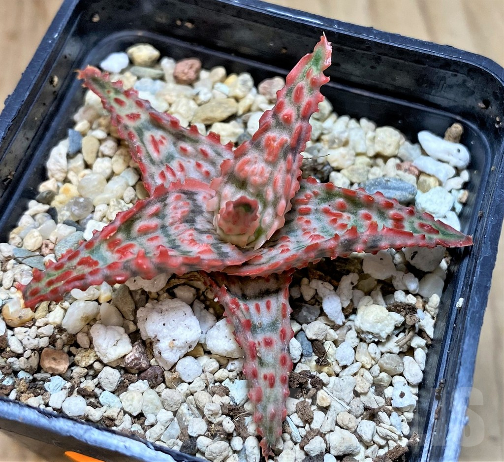 SHPR42122 Aloe hybrid - Obrázek 3