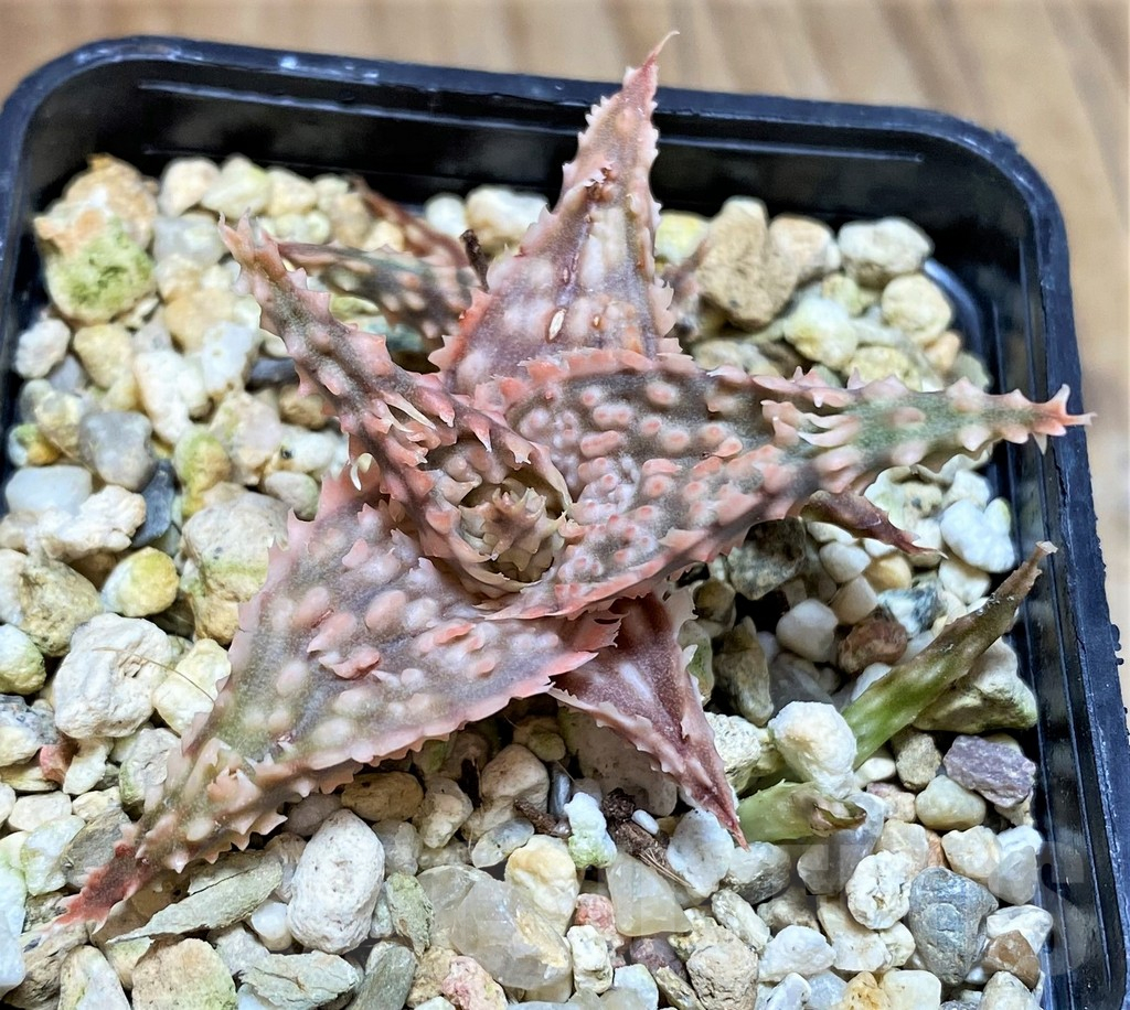 SHPR42123 Aloe hybrid