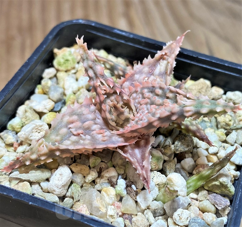 SHPR42123 Aloe hybrid - Image 2