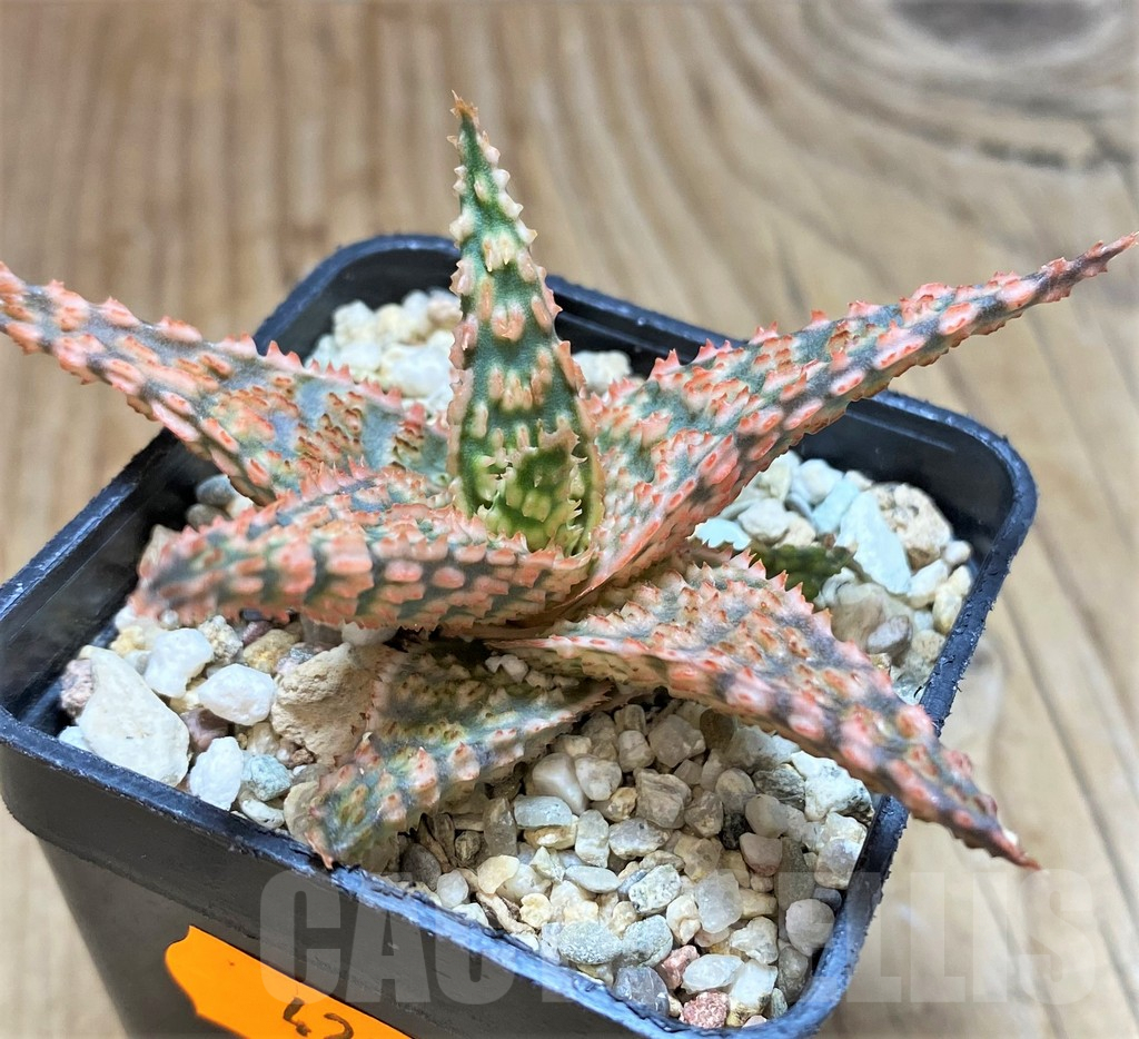 SHPR42124 Aloe hybrid - 画像 (2)