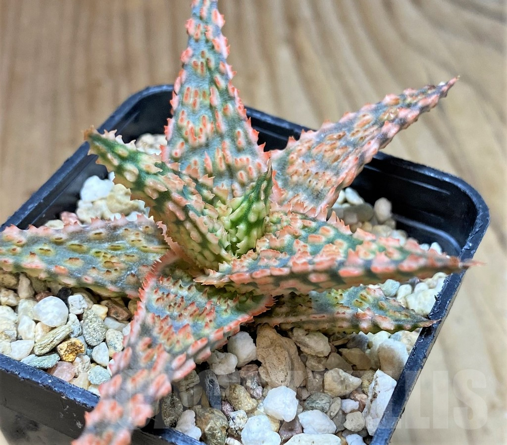 SHPR42124 Aloe hybrid