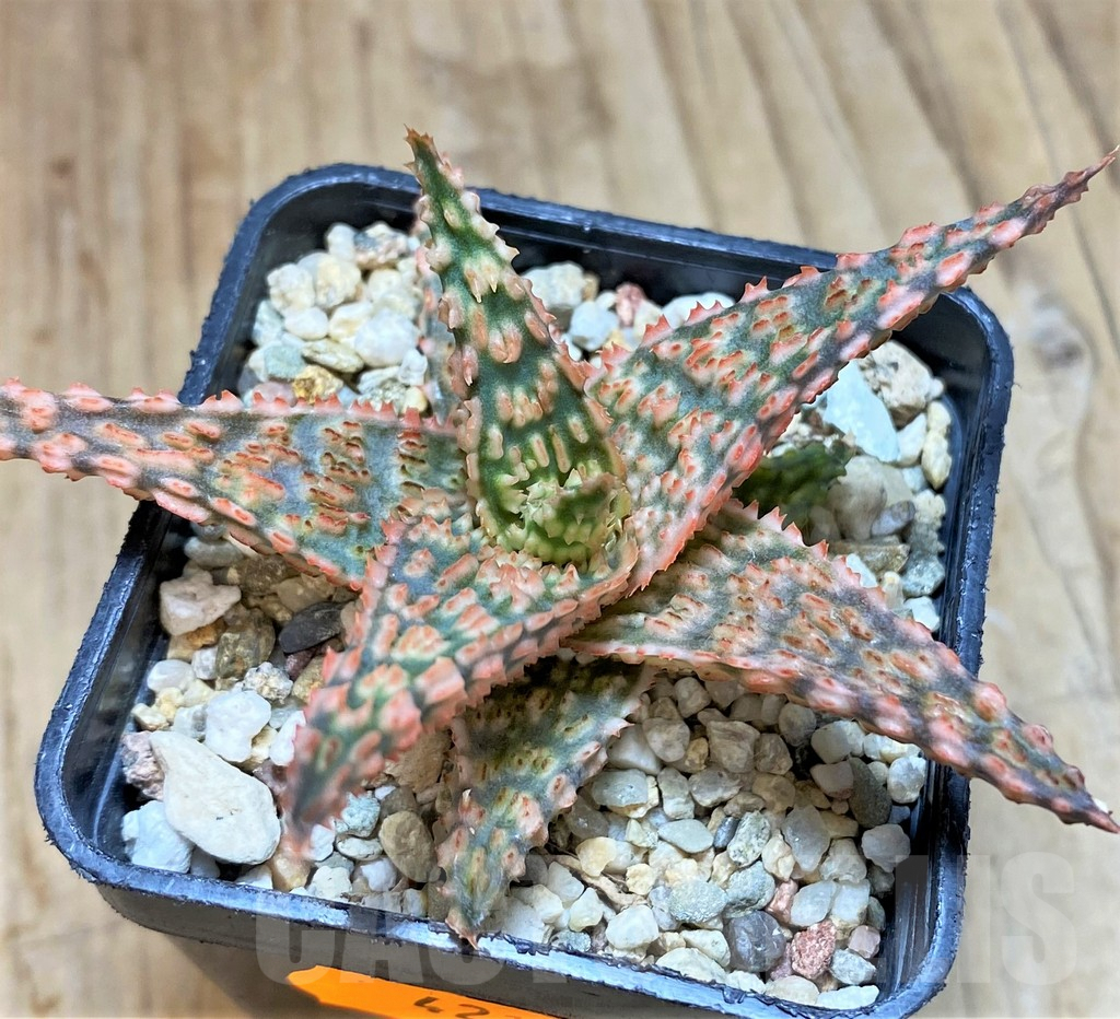 SHPR42124 Aloe hybrid - 画像 (3)