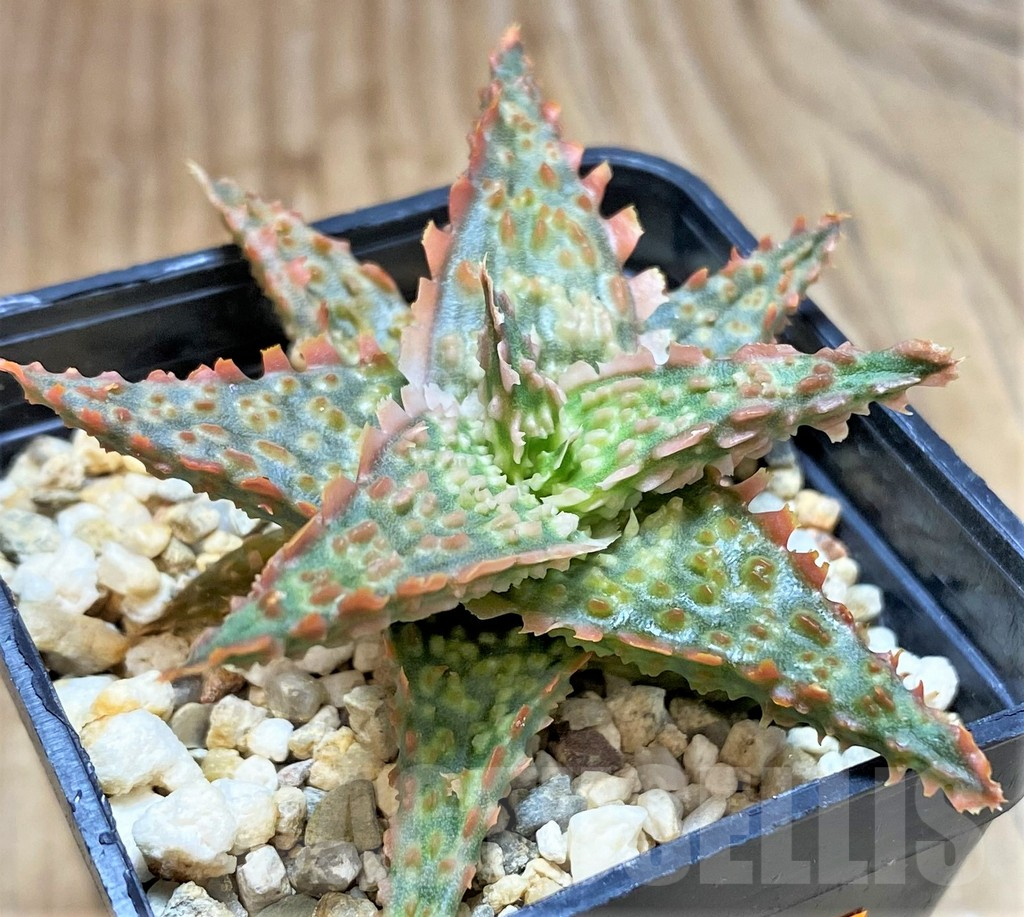 SHPR42125 Aloe hybrid