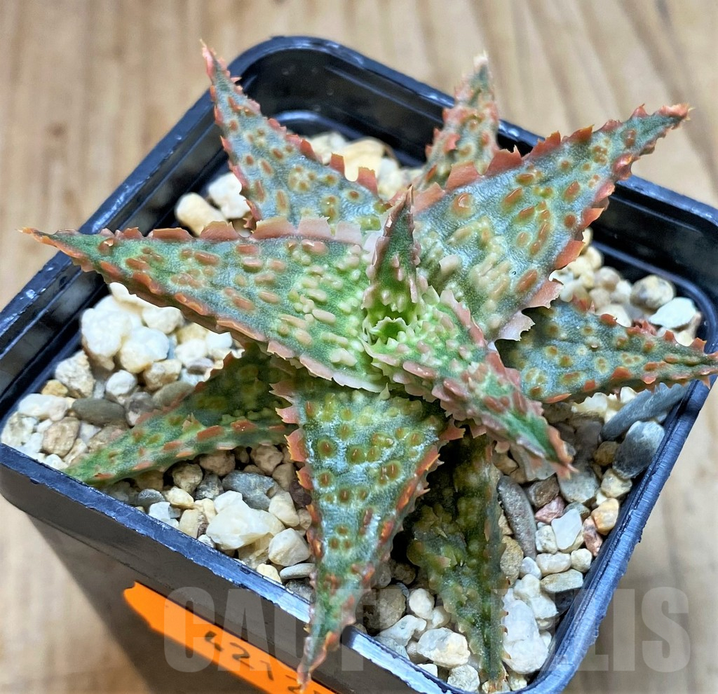 SHPR42125 Aloe hybrid - Image 2