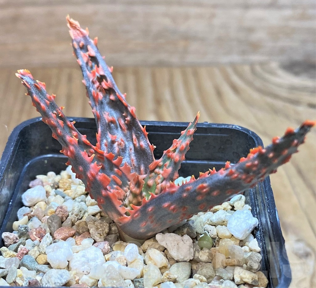 SHPR42126 Aloe hybrid